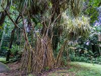 Wurzelwerk an verzweigtem Pandanus Baum - Bot. Garten Victoria - Mahé
